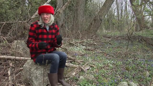 Wild Violets (Viola Odorata) смотреть онлайн