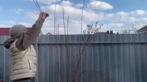 Обрезать Жасмин (Чубушник) нужно