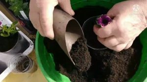 Сибирь. Переваливаю укоренённые черенки вегетативной петунии.