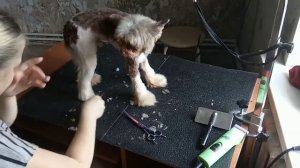 Китайская Хохлатая Пуховая Собака. Модельная Стрижка