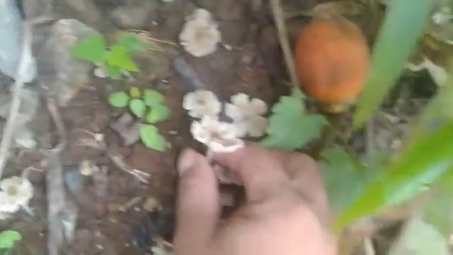 Harvesting Wild Mushrooms #2 | kabuting sisiw смотреть онлайн