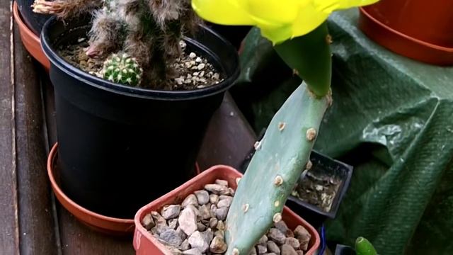 My Opuntia stricta Cactus with a beautiful golden flower August 2015 смотреть онлайн