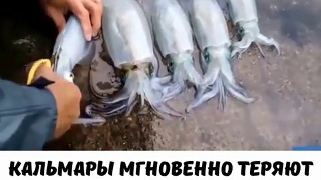 Кальмары мгновенно меняют цвет при смерти смотреть онлайн