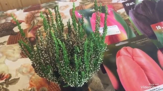 Луковицы тюльпанов для посадки, вереск, гортензии, роза Артемиз. смотреть онлайн