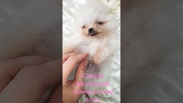Померанский шпиц весом 280 грамм! Щенку 7 недель, он любит играть и отлично ест сырое мясо! смотреть онлайн