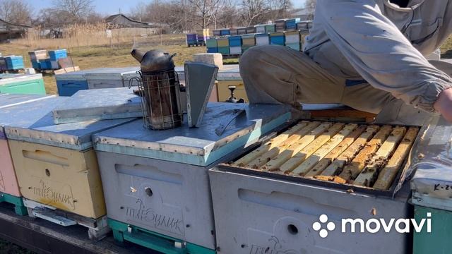 Подготовка пчел к акации. Часть 2. Обеспечение семей углеводными кормами. смотреть онлайн