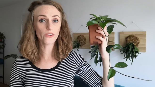 Hoya care: how to keep Hoya plants happy смотреть онлайн
