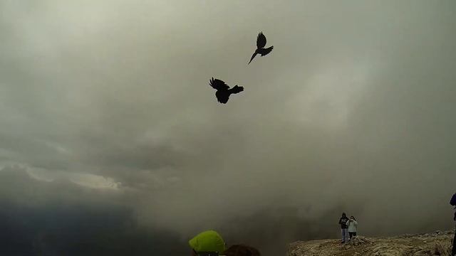 Oiseaux Sass Pordoi смотреть онлайн