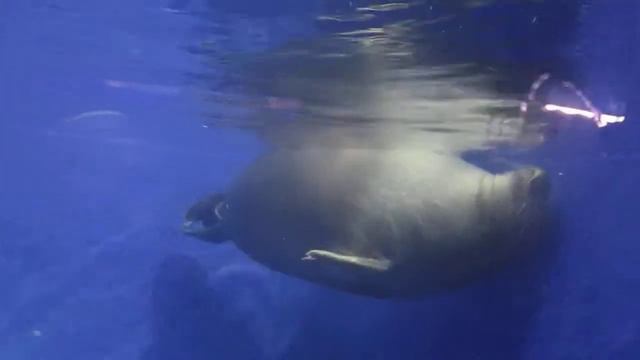 Нерпы, морской зоопарк в Мацесте смотреть онлайн
