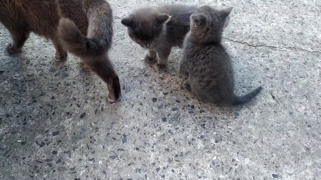 Отдам котят в добрые руки смотреть онлайн