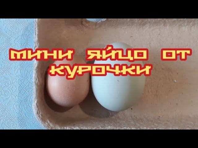 МИНИ - яйцо от курочки.... смотреть онлайн