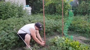 Как подвязать огурцы и не завязать с огородом!