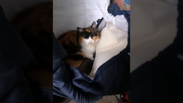 Часть 1 про животных🐱. Если любишь животных подпишись на канал.#животные :) смотреть онлайн