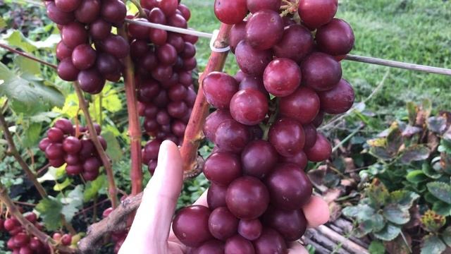 Виноград Пестрый в Беларуси (05.09.21) смотреть онлайн