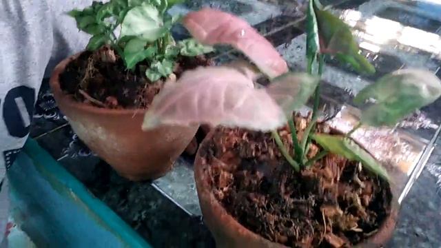 ตันออมชมพูแต่ละสายพันธุ์และ ุ์ความแตกของสายพันธุ์EP. 112@user-wq6mp5nl2q смотреть онлайн