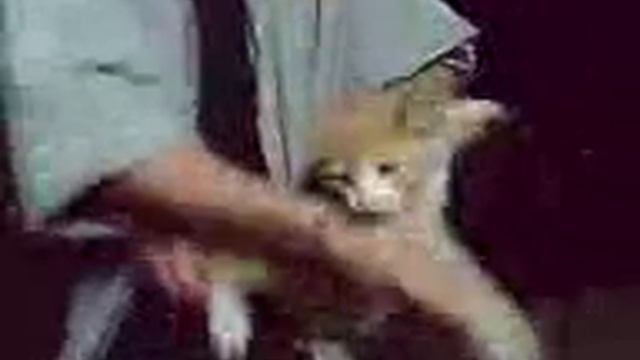 Танцующий кот Гарфилд!/Dancing cat Garfild! смотреть онлайн