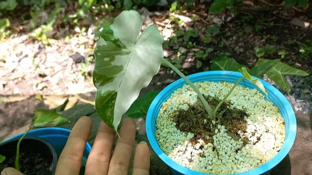 โอกินาวา บอนเมืองญี่ปุ่น มือใหม่ที่คิดจะเลี้ยงควรต้องรู้เป็นประโยชน์จริงครับ โดยผมเองที่ผ่านประสบกา смотреть онлайн