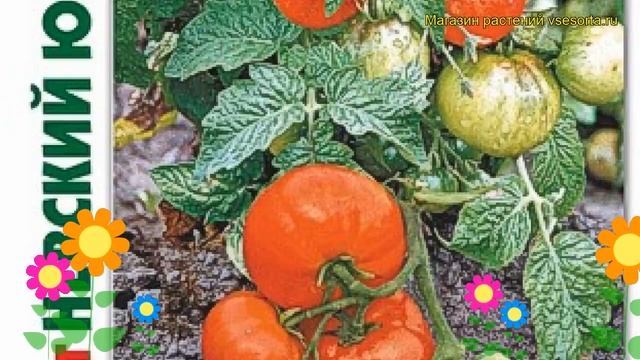 Томат Невский юбилейный. Краткий обзор, описание solanum lycopersicum Nevskij iubilejnyj смотреть онлайн