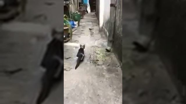 galing ng pusa humuli ng ibon смотреть онлайн