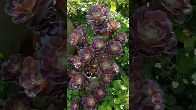 Aeonium atropurpureum смотреть онлайн
