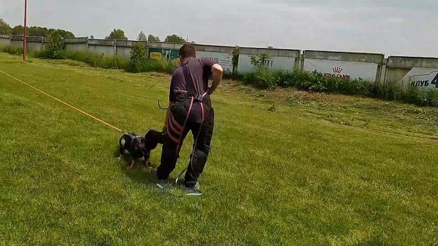 Щенячий защитный IGP тренинг в Спортивном Кинологическом Клубе УкрТранс! смотреть онлайн