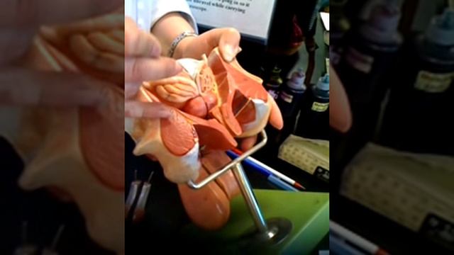LAGCC biomadness! Male Reproductive System смотреть онлайн