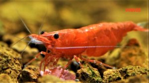 Креветки вишни, черри, размножение, содержание, кормление и совместимость с рыбами в аквариуме.