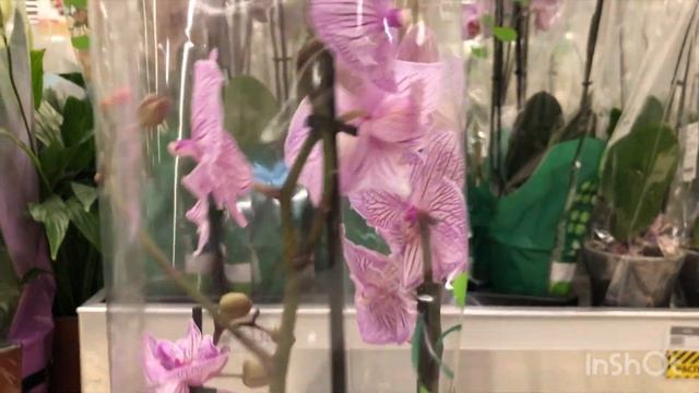 Орхидеи поставка в АШАН МЕГА Самара 27.06.23 Равелло, Биг лип, Манхэттен, Нарбоне смотреть онлайн