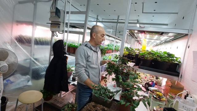 ФУКСИЯ ! уход и размножение ! смотреть онлайн