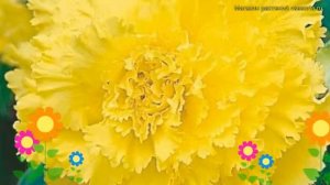 Бегония клубневая Фимбриата Йеллоу. Краткий обзор, описание характеристик begonia Fimbriata Yellow