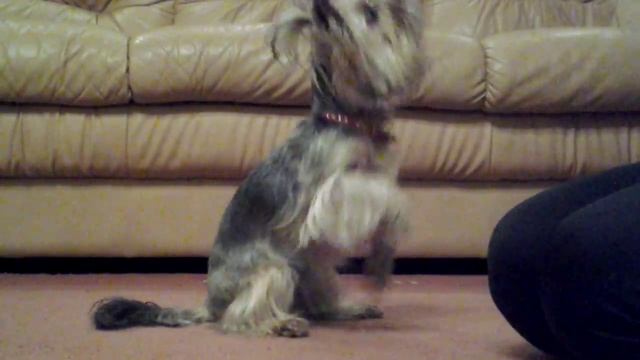 Дрессировка йорка//команда служить) смотреть онлайн