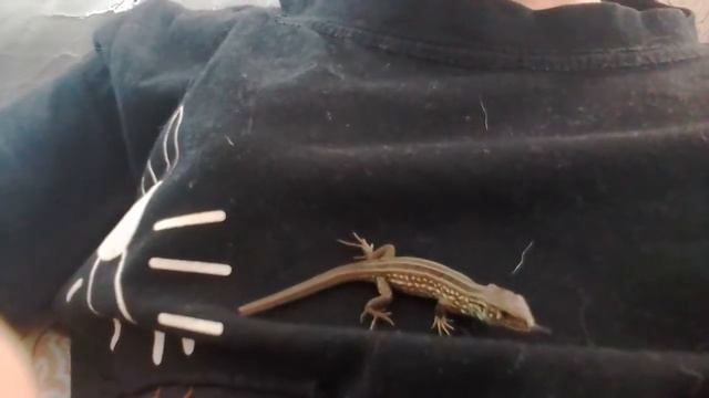 Прыткая ящерица поедает свой хвост смотреть онлайн