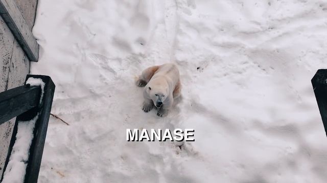 RANUA ZOO : Only Zoo in the Arctic | FINLAND | Bianca Valerio смотреть онлайн