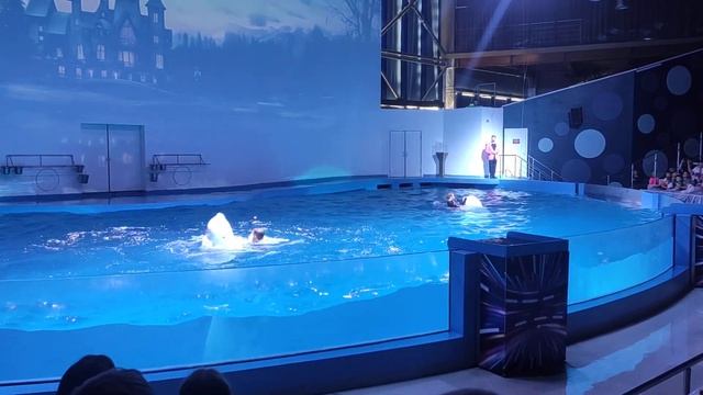 Дельфин Fest. Дельфинарий Екатеринбурга. Выступление белух смотреть онлайн