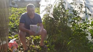 Подкормка по стволу. Томаты. Биогумус