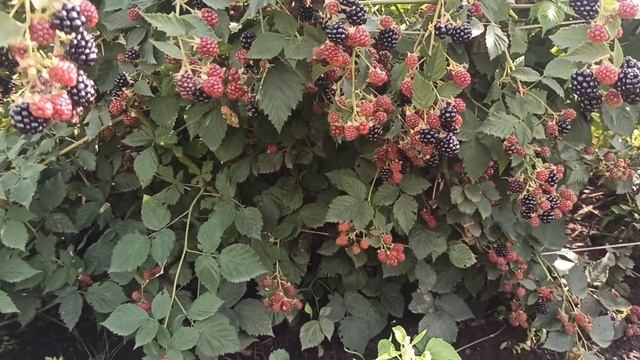 Ежевика Блек сатин и Трипл кроун смотреть онлайн