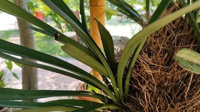 Цимбидиум алоэлистный. Cymbidium Aloifolium.