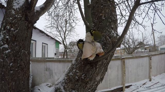 Синицы 4К СалоЗимаДенисовоGP5 5 смотреть онлайн