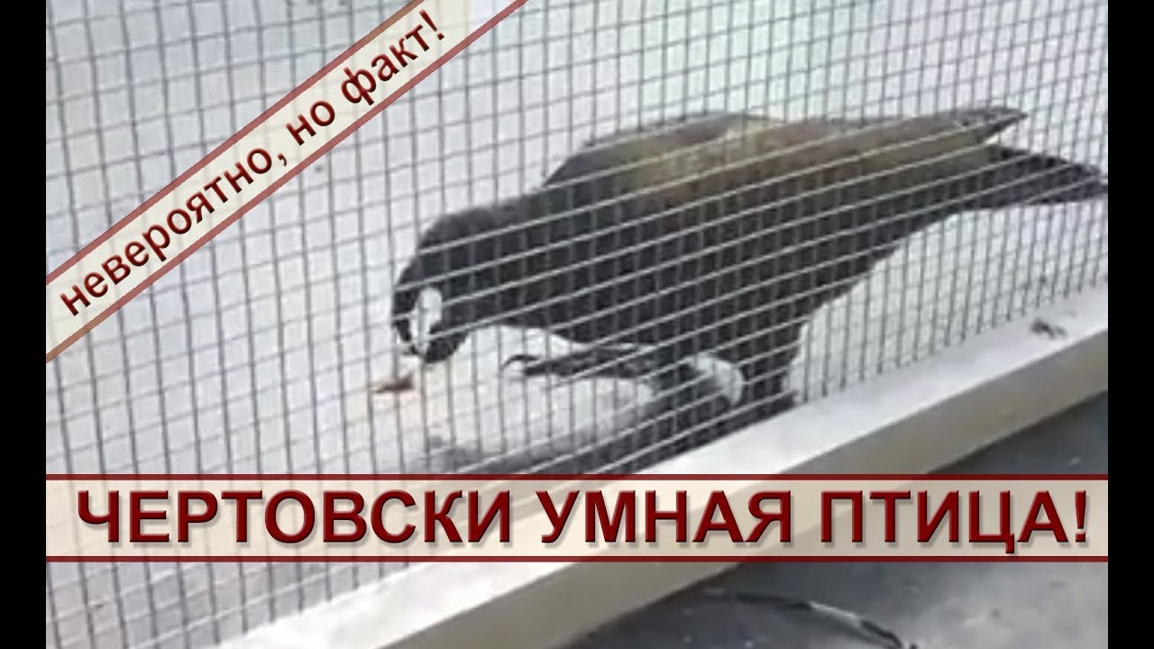 Чертовски умная птица! смотреть онлайн