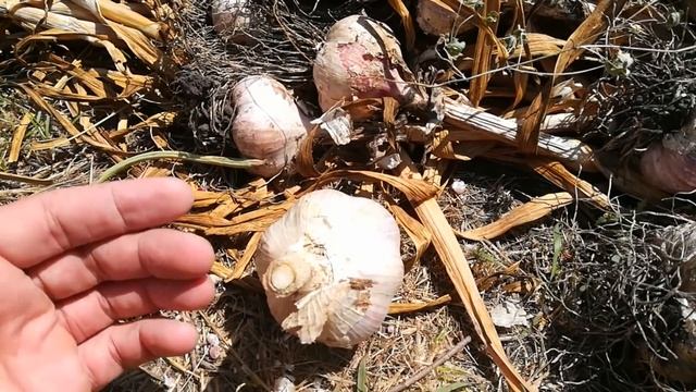 Сушка чеснока.Все просто.Как сушить чеснок после уборки смотреть онлайн