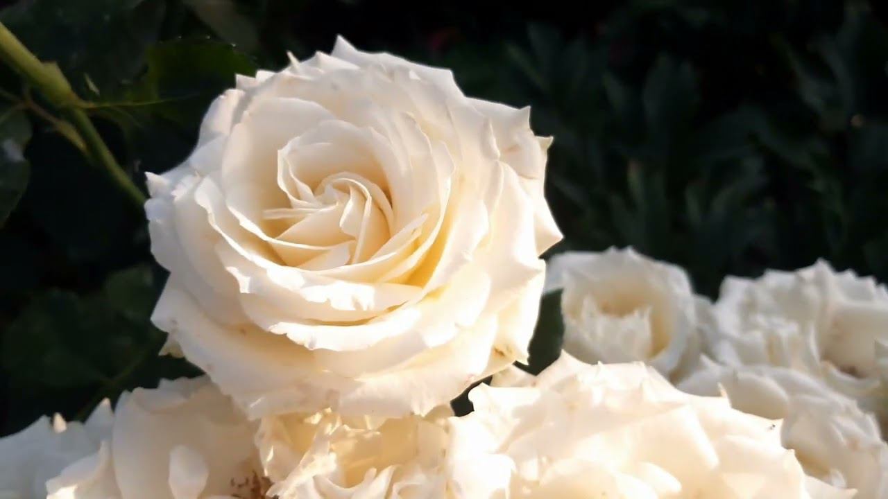 Роза Аваланж (Avalanche) смотреть онлайн