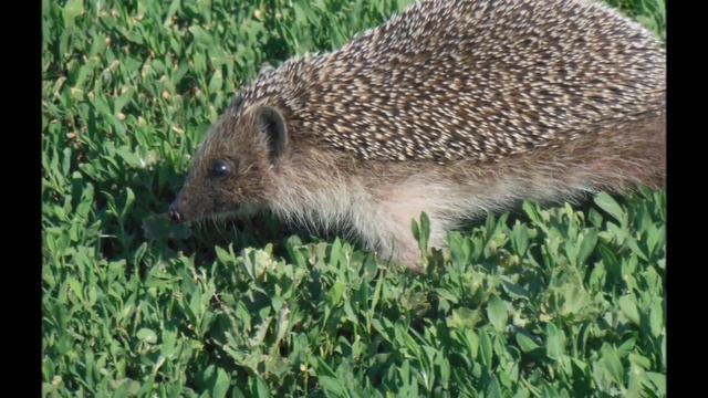 Ушастый еж — млекопитающее рода ушастых ежей. смотреть онлайн