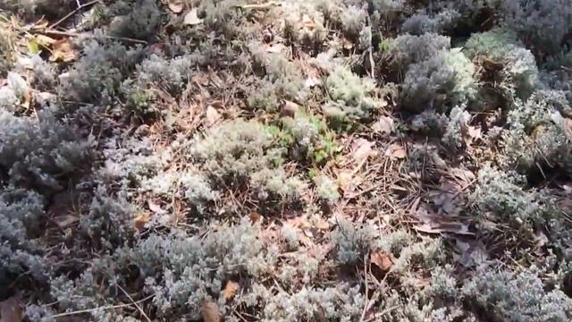 Как я собираю грибы смотреть онлайн