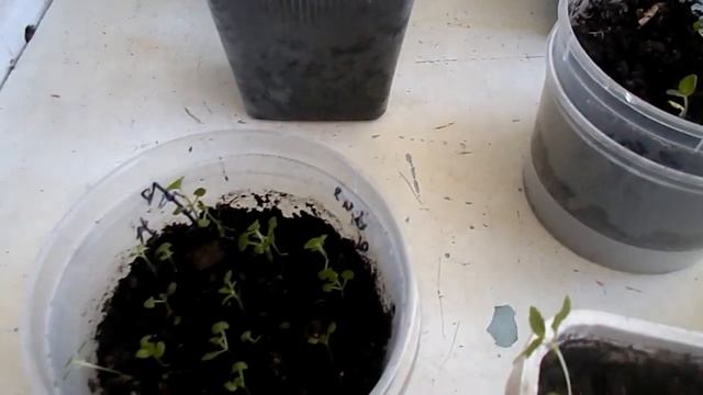 ОБЗОР ВСЕЙ НАШЕЙ РАССАДЫ НА 2- 3 АПРЕЛЯ смотреть онлайн