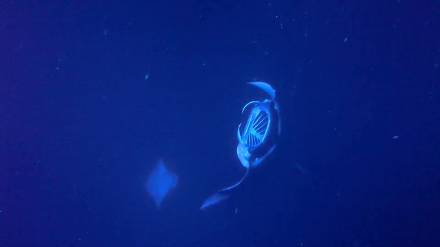 Manta Rays Night Snorkel Kona Hawaii смотреть онлайн