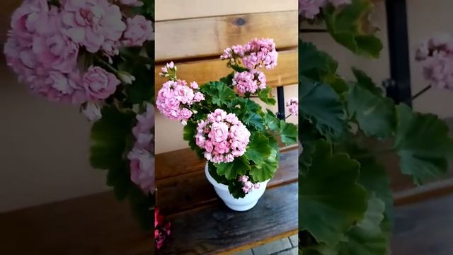 Прекрасная роза. Anita смотреть онлайн