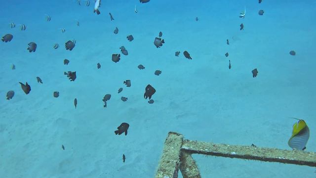 Слетелись #стайнаякабуба #schoolingbannerfish #bannerfish #рыбабабочка #threadfinbutterflyfish смотреть онлайн