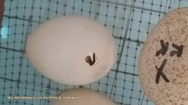 Что это? 🎉Огромная жажда жизни!🦆🦆 смотреть онлайн