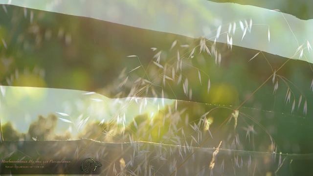 Релакс музыка, расслабление и медитация, для души и сердца, Успокоение нервной системы, Gentle musi