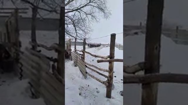 утро 23 февраля ,мороз минус 27.ветер .метёт . смотреть онлайн